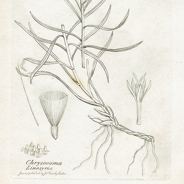 ꥹ ƥ ܥ˥륢/ʪ Chrysocoma Linosyris. plate.1128,1839ǯ 0271