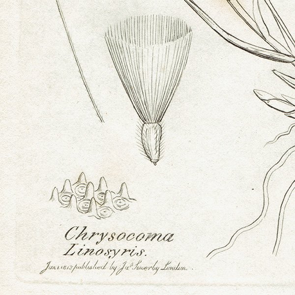 ꥹ ƥ ܥ˥륢/ʪ Chrysocoma Linosyris. plate.1128,1839ǯ 0271