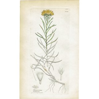 イギリス アンティーク ボタニカルアート/植物画 Chrysocoma Linosyris. plate.1128,1839年 0271