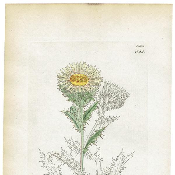 ꥹ ƥ ܥ˥륢/ʪ Carlina vulgaris򥢥ߡ. plate.1124,1839ǯ 0272