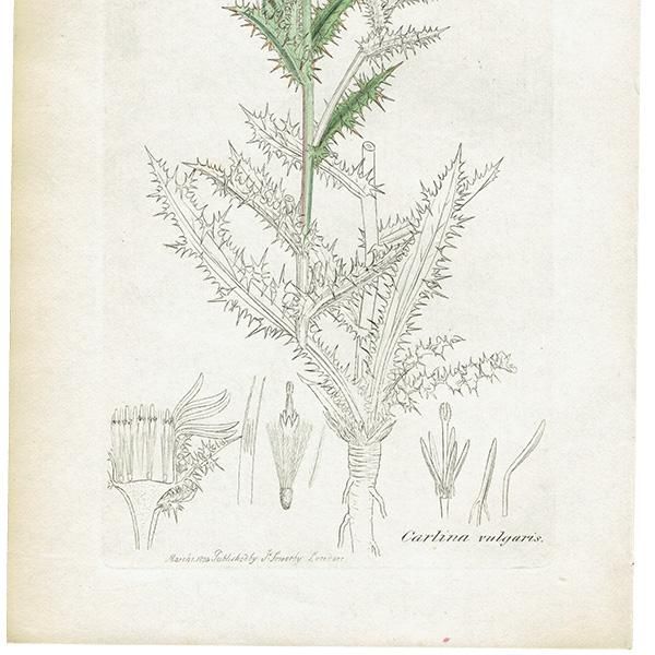 ꥹ ƥ ܥ˥륢/ʪ Carlina vulgaris򥢥ߡ. plate.1124,1839ǯ 0272