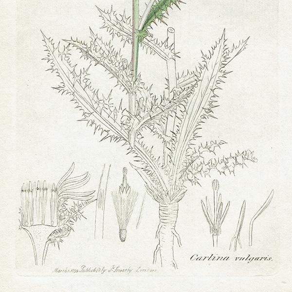 ꥹ ƥ ܥ˥륢/ʪ Carlina vulgaris򥢥ߡ. plate.1124,1839ǯ 0272