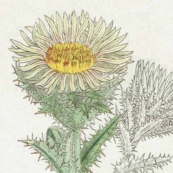 ꥹ ƥ ܥ˥륢/ʪ Carlina vulgaris򥢥ߡ. plate.1124,1839ǯ 0272