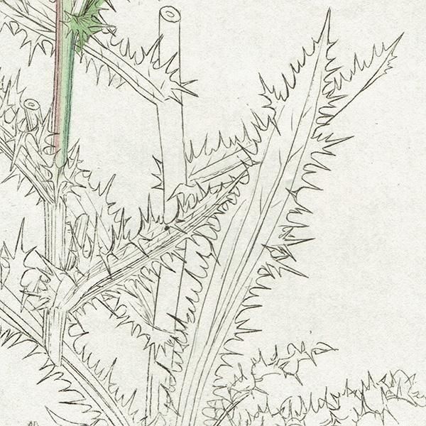 イギリス アンティーク ボタニカルアート/植物画 Carlina