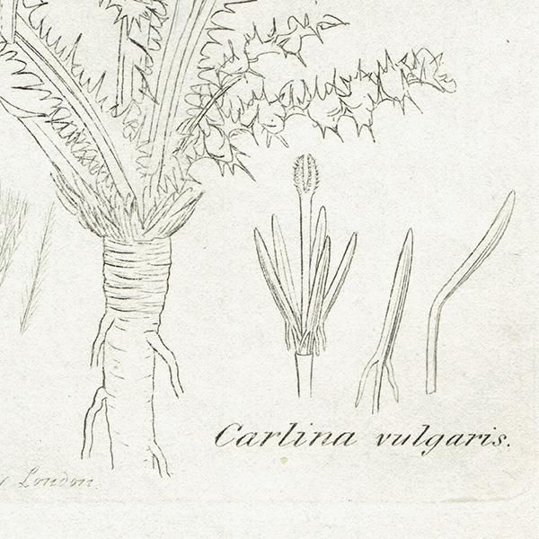 ꥹ ƥ ܥ˥륢/ʪ Carlina vulgaris򥢥ߡ. plate.1124,1839ǯ 0272