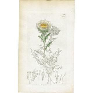フランスアンティーク　植物版画　紙もの Yahoo!オークション - フランスアンティーク 博物画 植物画