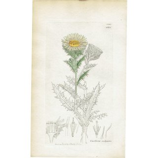 イギリス アンティーク ボタニカルアート/植物画 Carlina vulgaris（白アザミ）. plate.1124,1839年 0272