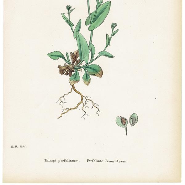 ꥹ ƥ ܥ˥륢/ʪ Thlaspi perfoliatum.(ڤڤ) plate.145,1863ǯ 0302