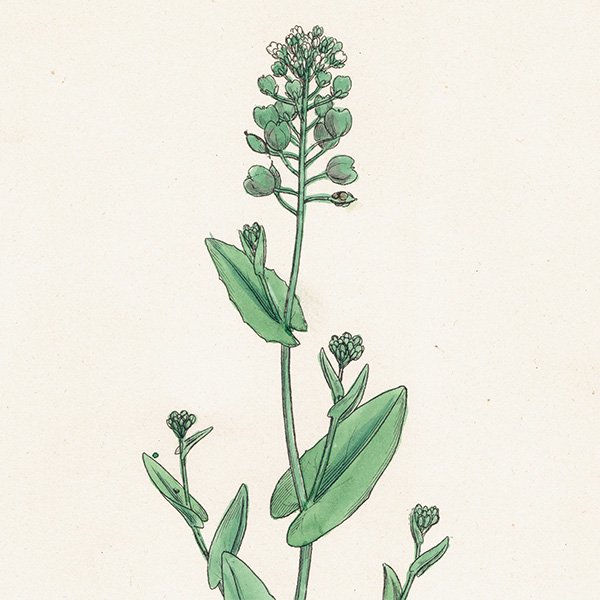 ꥹ ƥ ܥ˥륢/ʪ Thlaspi perfoliatum.(ڤڤ) plate.145,1863ǯ 0302