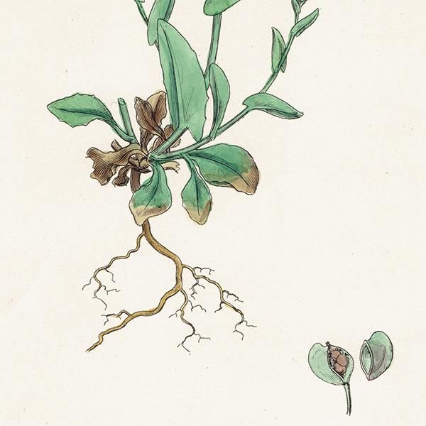 ꥹ ƥ ܥ˥륢/ʪ Thlaspi perfoliatum.(ڤڤ) plate.145,1863ǯ 0302