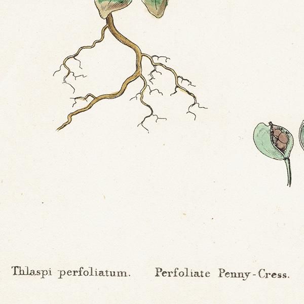 ꥹ ƥ ܥ˥륢/ʪ Thlaspi perfoliatum.(ڤڤ) plate.145,1863ǯ 0302