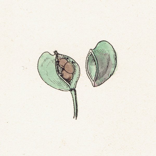 ꥹ ƥ ܥ˥륢/ʪ Thlaspi perfoliatum.(ڤڤ) plate.145,1863ǯ 0302