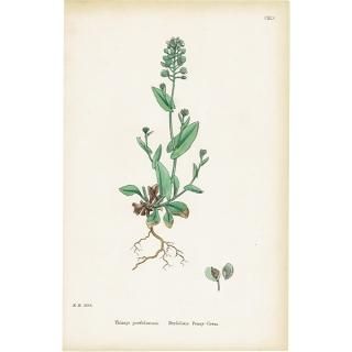 ꥹ ƥ ܥ˥륢/ʪ Thlaspi perfoliatum.(ڤڤ) plate.145,1863ǯ 0302