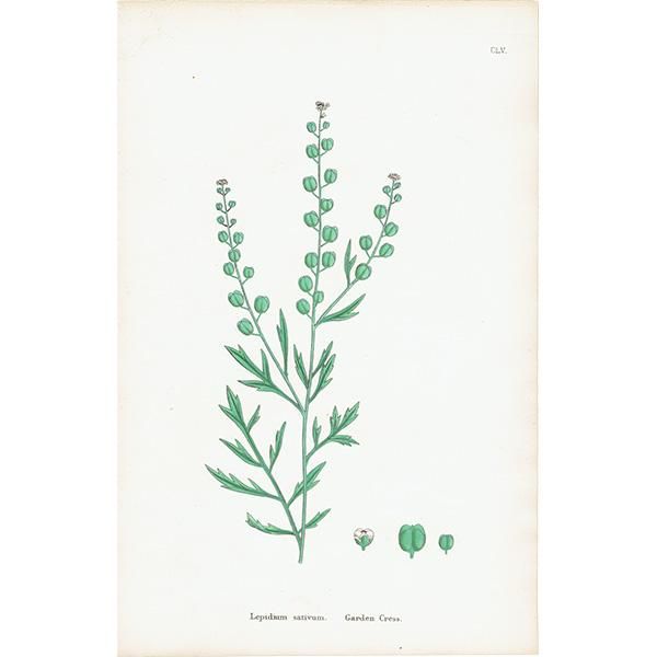 ꥹ ƥ ܥ˥륢/ʪ Lepidium sativum.(ǥ󥯥쥹) plate.155,1863ǯ 0303