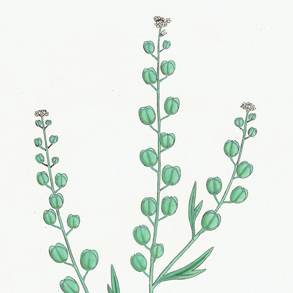 ꥹ ƥ ܥ˥륢/ʪ Lepidium sativum.(ǥ󥯥쥹) plate.155,1863ǯ 0303