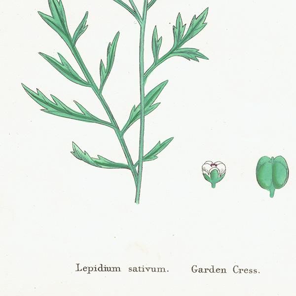 ꥹ ƥ ܥ˥륢/ʪ Lepidium sativum.(ǥ󥯥쥹) plate.155,1863ǯ 0303