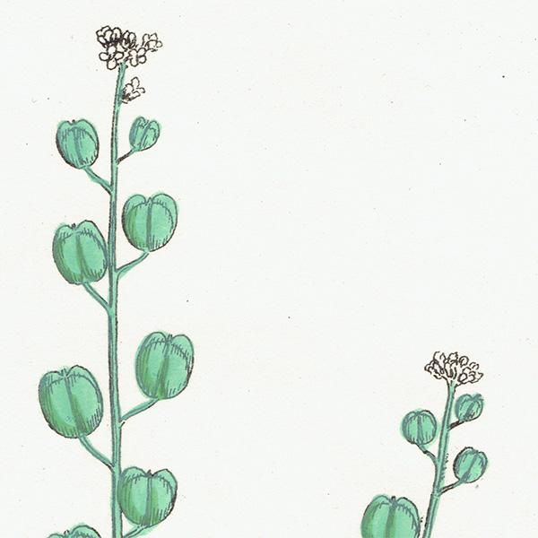 ꥹ ƥ ܥ˥륢/ʪ Lepidium sativum.(ǥ󥯥쥹) plate.155,1863ǯ 0303