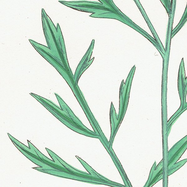 ꥹ ƥ ܥ˥륢/ʪ Lepidium sativum.(ǥ󥯥쥹) plate.155,1863ǯ 0303