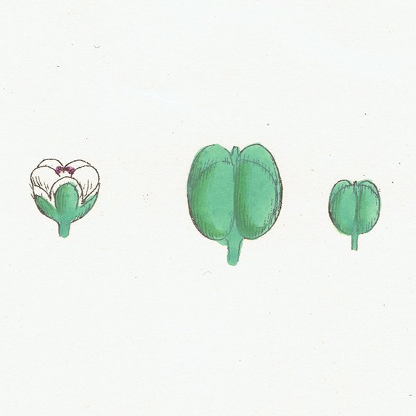ꥹ ƥ ܥ˥륢/ʪ Lepidium sativum.(ǥ󥯥쥹) plate.155,1863ǯ 0303
