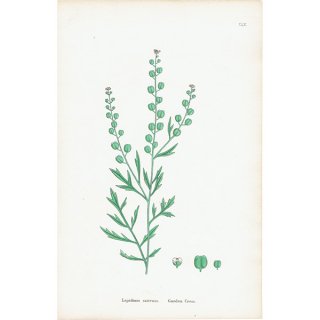 イギリス アンティーク ボタニカルアート/植物画 Lepidium sativum.(ガーデンクレス) plate.155,1863年 0303