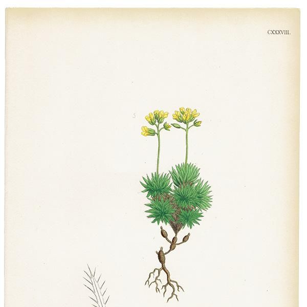 ꥹ ƥ ܥ˥륢/ʪ Draba aizoides.(ϥꥤ̥ʥ) plate.138,1863ǯ 0305