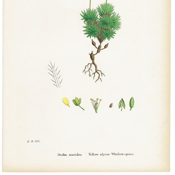 ꥹ ƥ ܥ˥륢/ʪ Draba aizoides.(ϥꥤ̥ʥ) plate.138,1863ǯ 0305