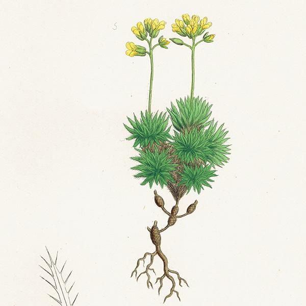 ꥹ ƥ ܥ˥륢/ʪ Draba aizoides.(ϥꥤ̥ʥ) plate.138,1863ǯ 0305