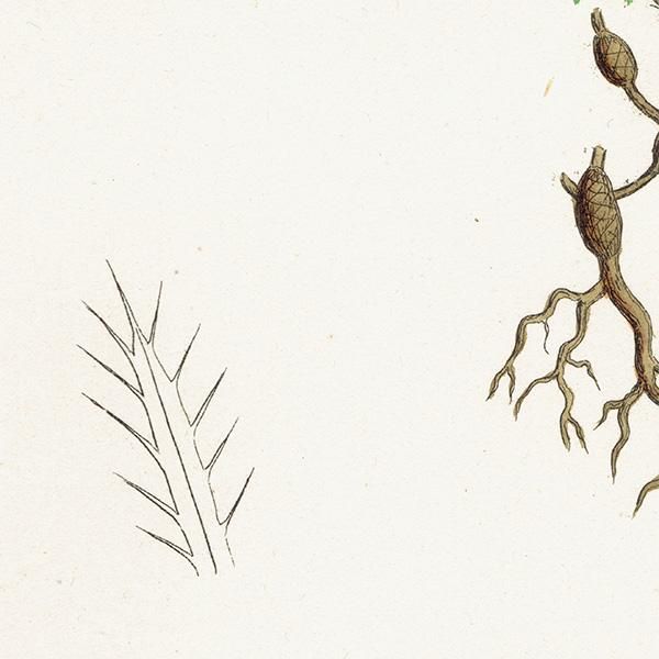 ꥹ ƥ ܥ˥륢/ʪ Draba aizoides.(ϥꥤ̥ʥ) plate.138,1863ǯ 0305