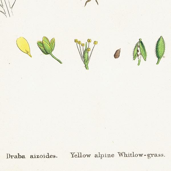 ꥹ ƥ ܥ˥륢/ʪ Draba aizoides.(ϥꥤ̥ʥ) plate.138,1863ǯ 0305