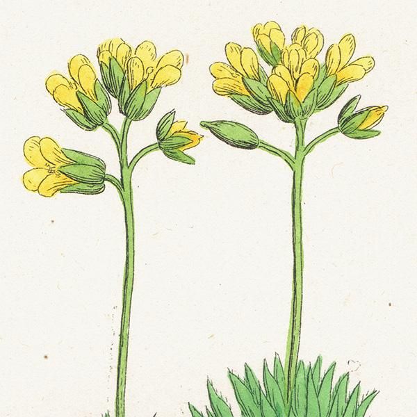 ꥹ ƥ ܥ˥륢/ʪ Draba aizoides.(ϥꥤ̥ʥ) plate.138,1863ǯ 0305