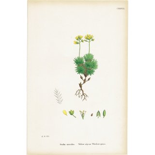 ꥹ ƥ ܥ˥륢/ʪ Draba aizoides.(ϥꥤ̥ʥ) plate.138,1863ǯ 0305