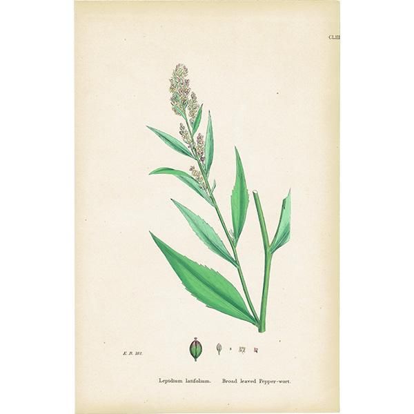 ꥹ ƥ ܥ˥륢/ʪ Lepidium latifolium.(٥󥱥ʥ) plate.153,1863ǯ 0307