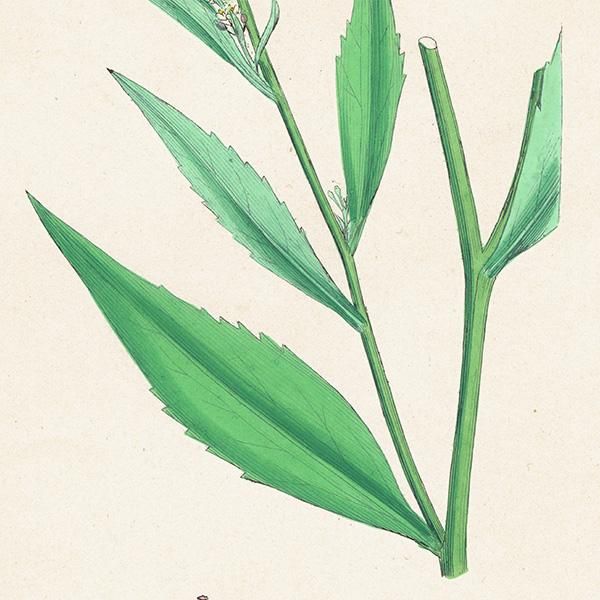 ꥹ ƥ ܥ˥륢/ʪ Lepidium latifolium.(٥󥱥ʥ) plate.153,1863ǯ 0307