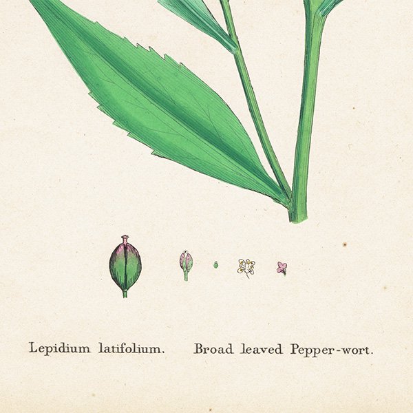 ꥹ ƥ ܥ˥륢/ʪ Lepidium latifolium.(٥󥱥ʥ) plate.153,1863ǯ 0307