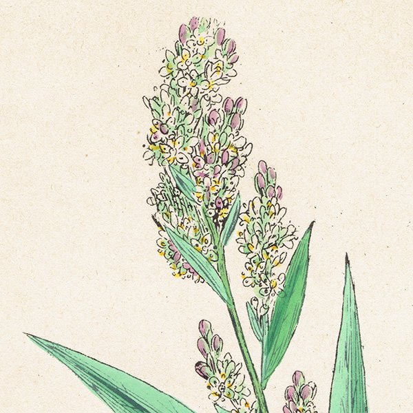 ꥹ ƥ ܥ˥륢/ʪ Lepidium latifolium.(٥󥱥ʥ) plate.153,1863ǯ 0307
