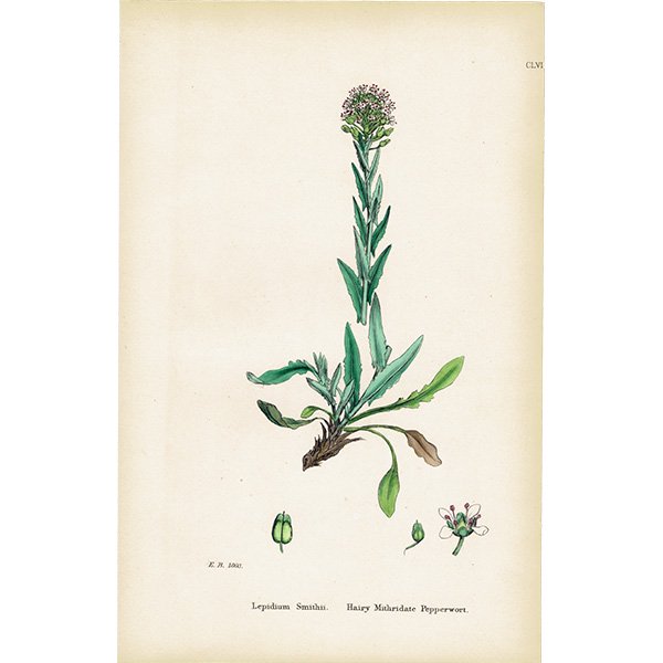 ꥹ ƥ ܥ˥륢/ʪ Lepidium Smithii.plate.157,1863ǯ 0310