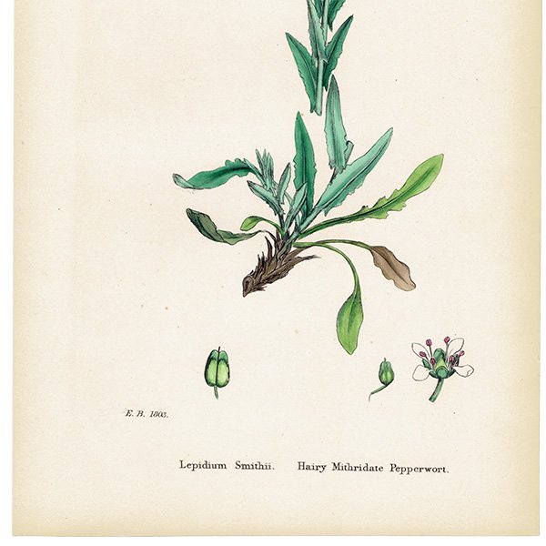 ꥹ ƥ ܥ˥륢/ʪ Lepidium Smithii.plate.157,1863ǯ 0310