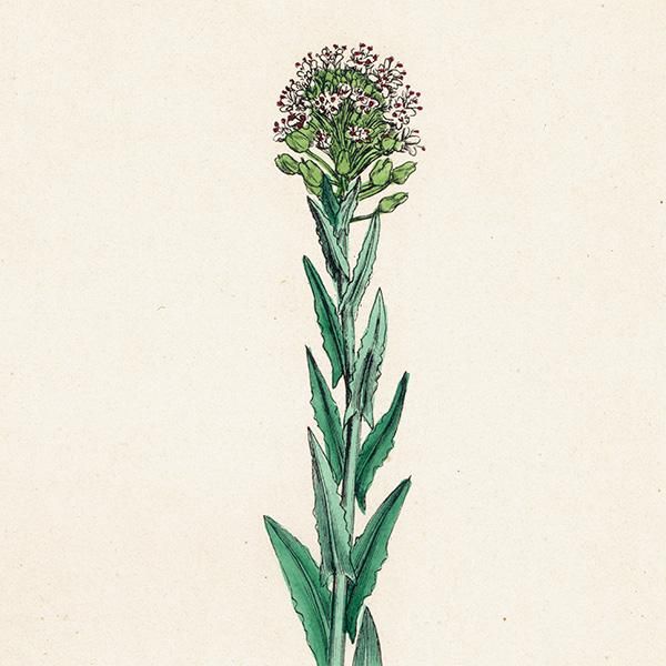 ꥹ ƥ ܥ˥륢/ʪ Lepidium Smithii.plate.157,1863ǯ 0310