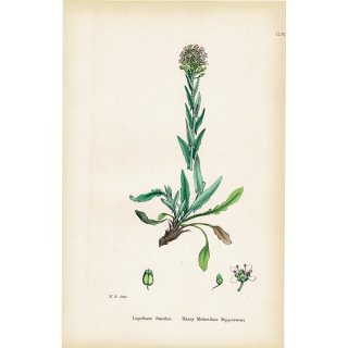 イギリス アンティーク ボタニカルアート/植物画 Lepidium Smithii.plate.157,1863年 0310