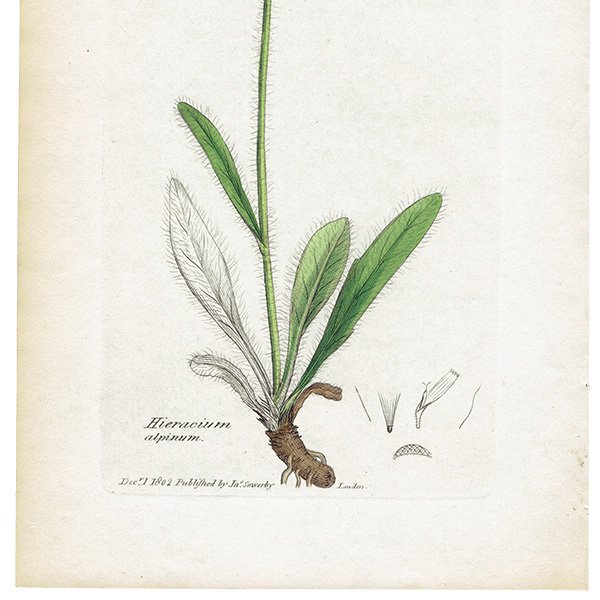 ꥹ ƥ ܥ˥륢/ʪ Hieracium alpinum(ޥݥ). plate.1080,1839ǯ 0280