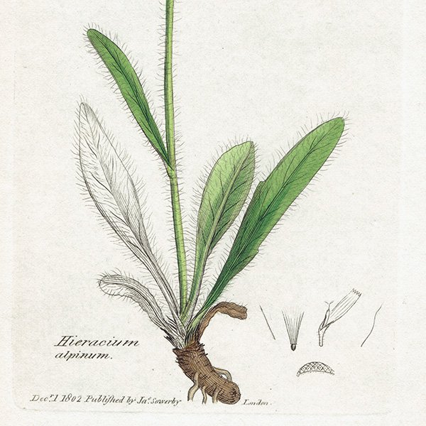 ꥹ ƥ ܥ˥륢/ʪ Hieracium alpinum(ޥݥ). plate.1080,1839ǯ 0280