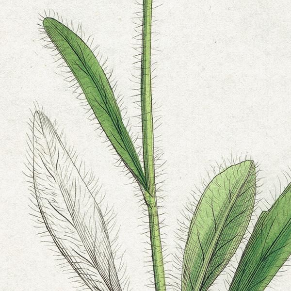 ꥹ ƥ ܥ˥륢/ʪ Hieracium alpinum(ޥݥ). plate.1080,1839ǯ 0280