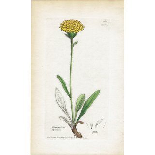 イギリス アンティーク ボタニカルアート/植物画 Hieracium alpinum(チシマタンポポ). plate.1080,1839年 0280