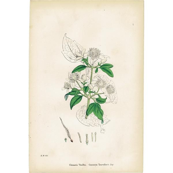 イギリス アンティーク ボタニカルアート/植物画 Clematis イギリス アンティーク ボタニカルアート/植物画 Clematis