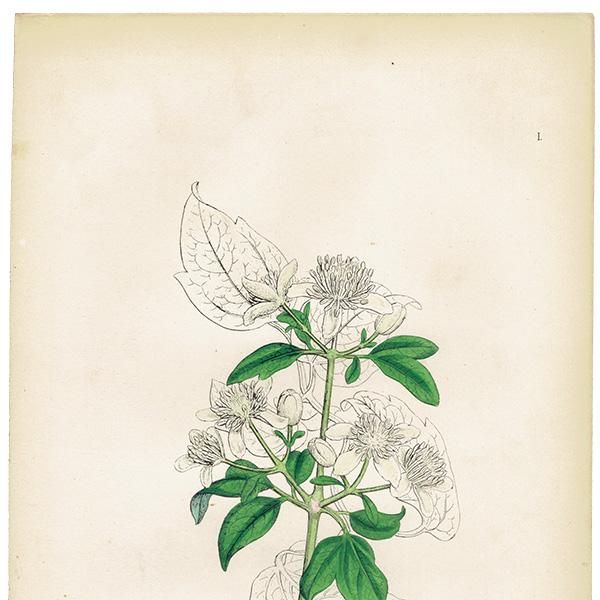 ꥹ ƥ ܥ˥륢/ʪ Clematis Vitalba.(ޥ) plate.1,1863ǯ 0219