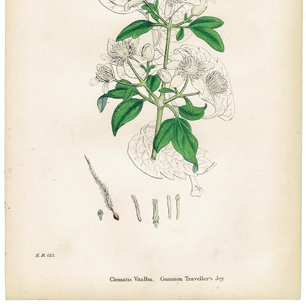 ꥹ ƥ ܥ˥륢/ʪ Clematis Vitalba.(ޥ) plate.1,1863ǯ 0219