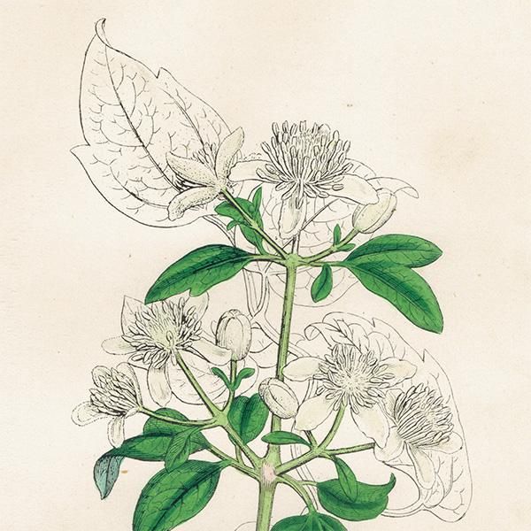 ꥹ ƥ ܥ˥륢/ʪ Clematis Vitalba.(ޥ) plate.1,1863ǯ 0219