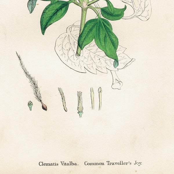 イギリス ボタニカルプリント 植物画 Clematis Vitalba クレマチス ウィタルバ Plate 1 1863john Edward Sowerby 0219 アンティーク ヴィンテージの古いプリント 紙もの Comfy Design イギリス ボタニカルプリント 植物画 Clematis Vitalba クレマチス ウィタルバ Plate 1 1863john Edward Sowerby 0219 アンティーク ヴィンテージの古いプリント 紙もの Comfy Design