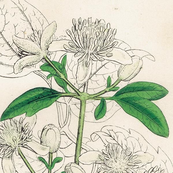 ꥹ ƥ ܥ˥륢/ʪ Clematis Vitalba.(ޥ) plate.1,1863ǯ 0219