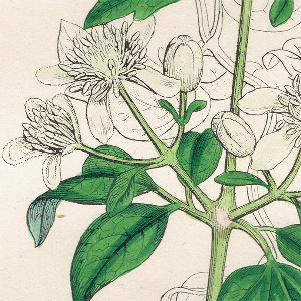 イギリス ボタニカルプリント 植物画 Clematis Vitalba クレマチス ウィタルバ Plate 1 1863john Edward Sowerby 0219 アンティーク ヴィンテージの古いプリント 紙もの Comfy Design